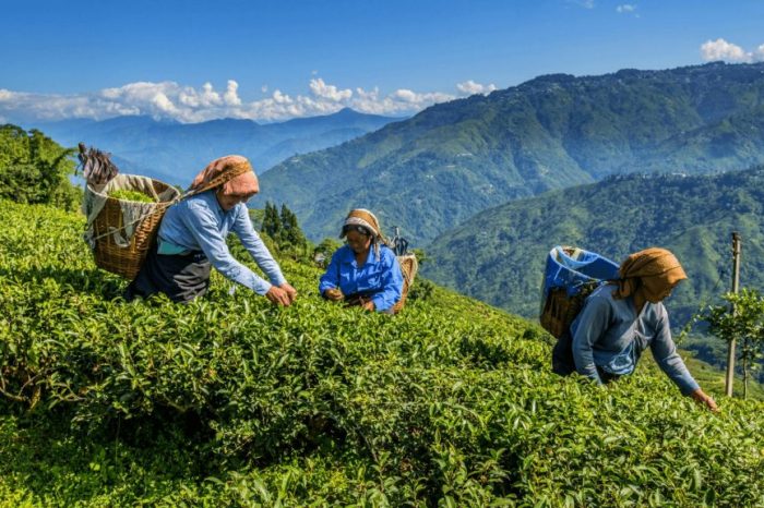 Champagne of Teas - Tour Real Nepal
